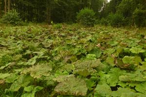 celkový pohľad, časť s Petasites hybridus